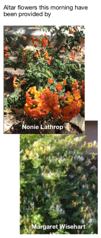 Altar Flowers from Nonie Lathrop and Margaret Wisehart
